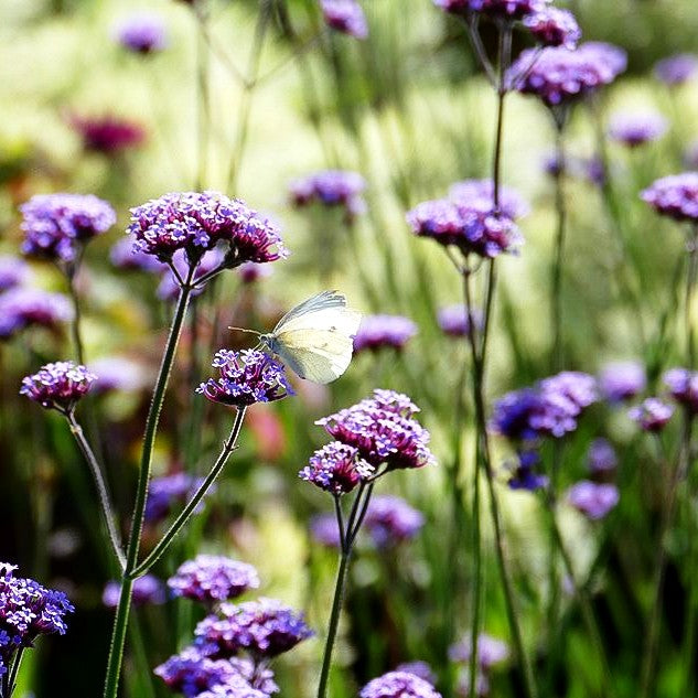 Hohes Eisenkraut (Verbena bonariensis)