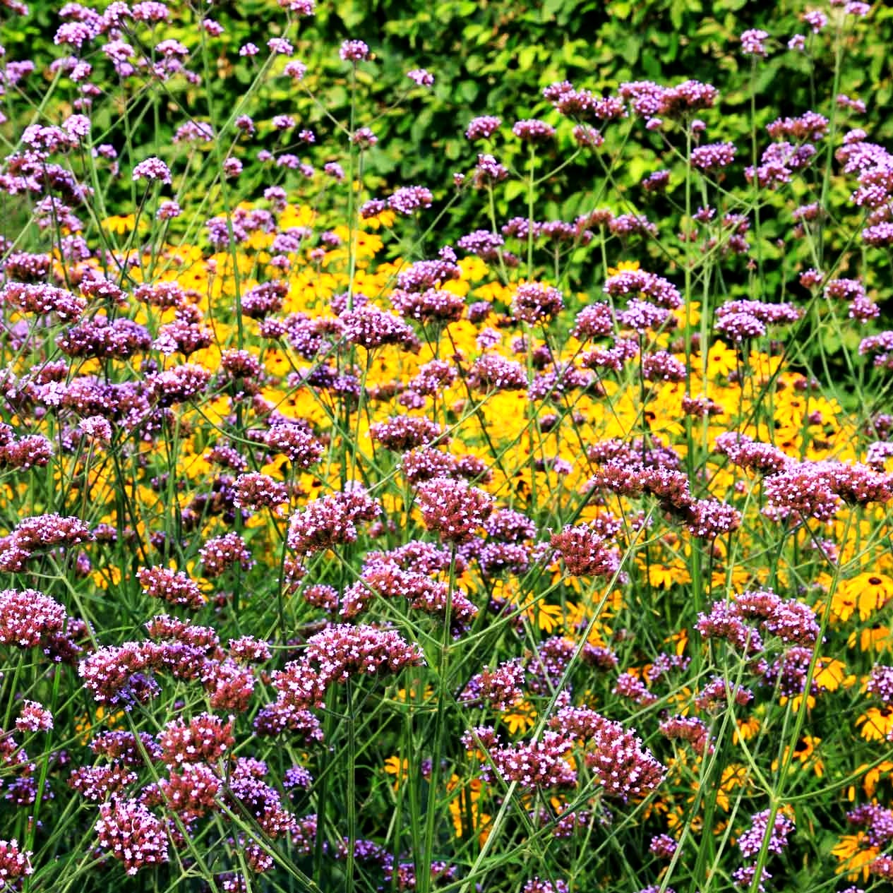 Hohes Eisenkraut (Verbena bonariensis)