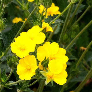 Hohes Fingerkraut (Potentilla recta)