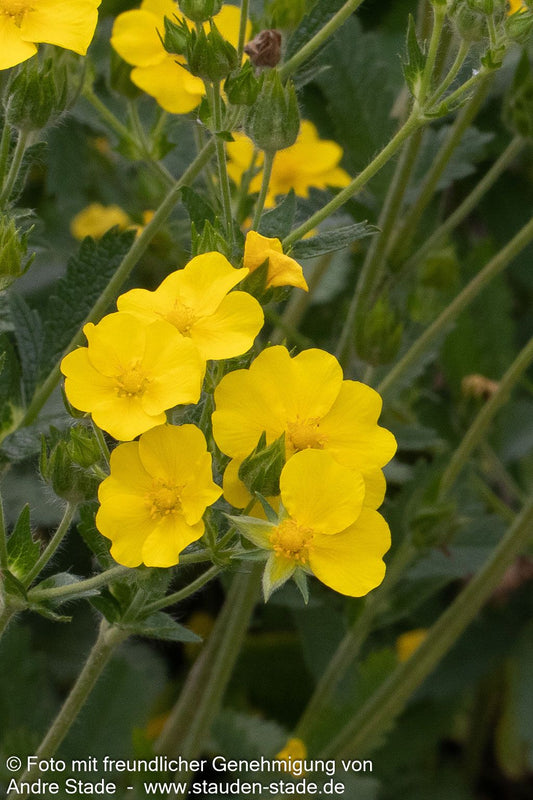 Hohes Fingerkraut (Potentilla recta)