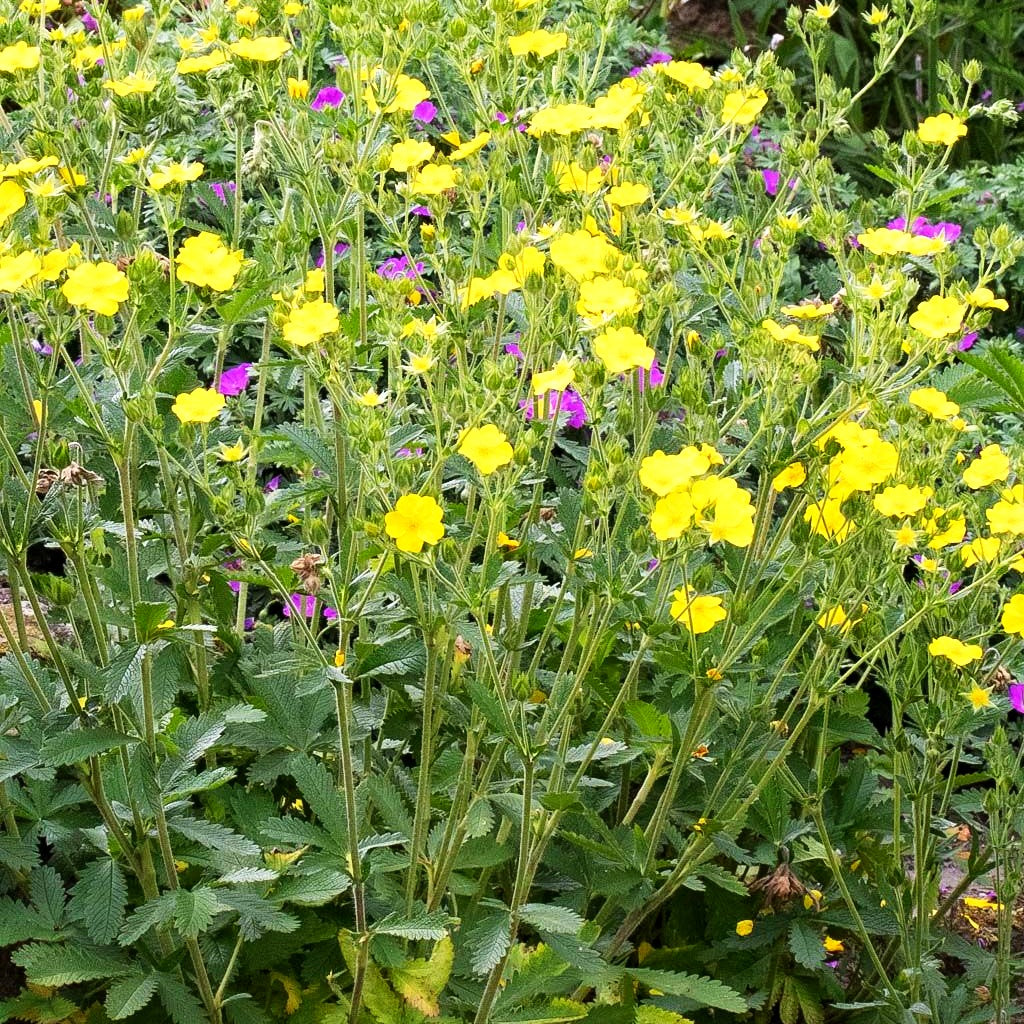 Hohes Fingerkraut (Potentilla recta)