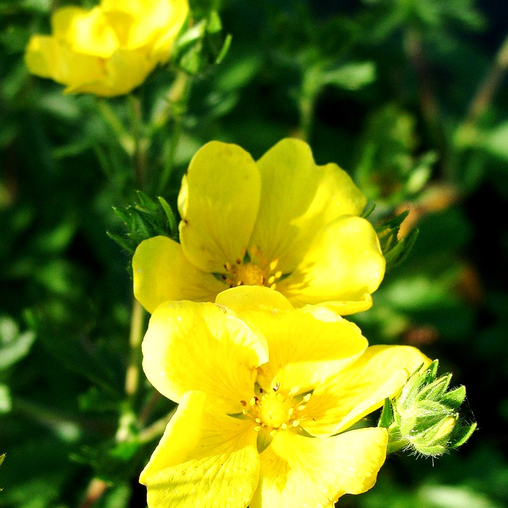 Hohes Fingerkraut (Potentilla recta)