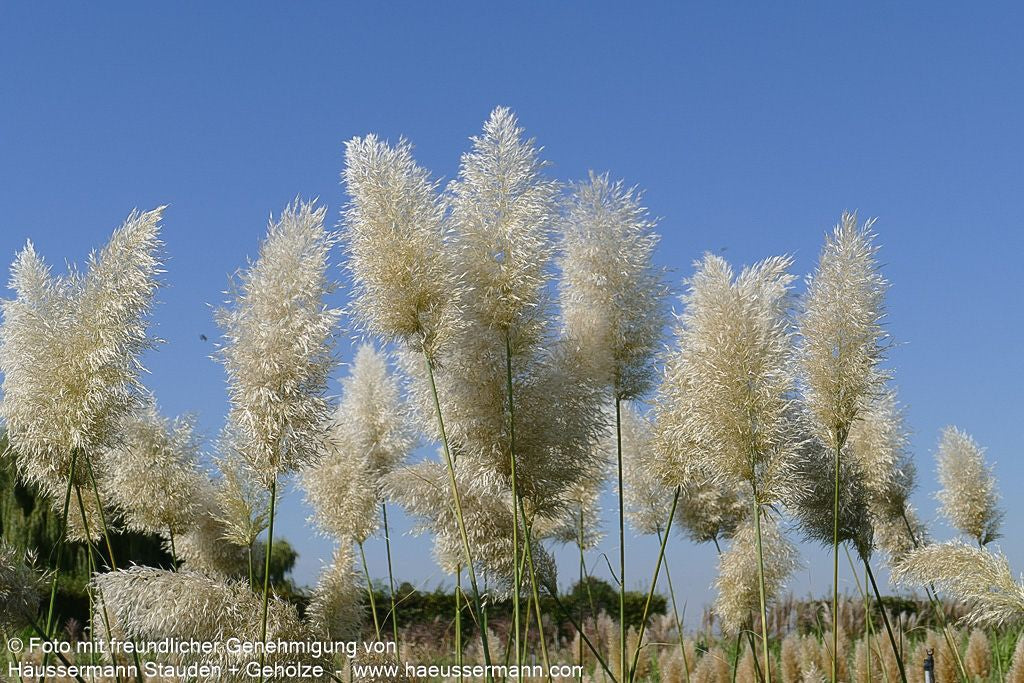 Hohes Pampasgras 'Argentea' (Cortaderia selloana)