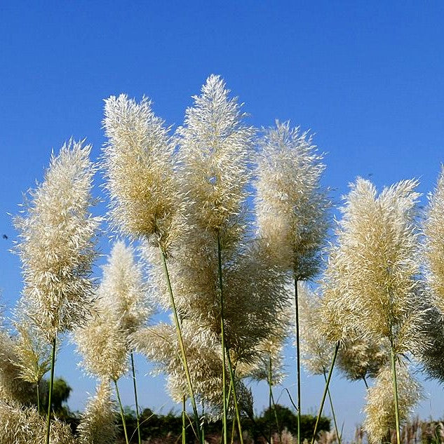 Hohes Pampasgras 'Argentea' (Cortaderia selloana)