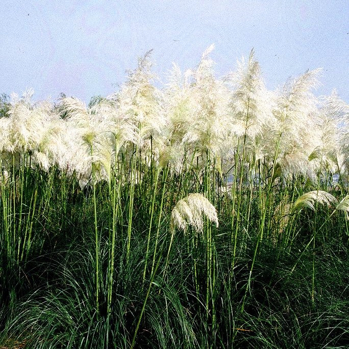 Hohes Pampasgras 'Sunningdale Silver' (Cortaderia selloana)