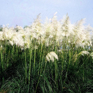 Hohes Pampasgras 'Sunningdale Silver' (Cortaderia selloana)