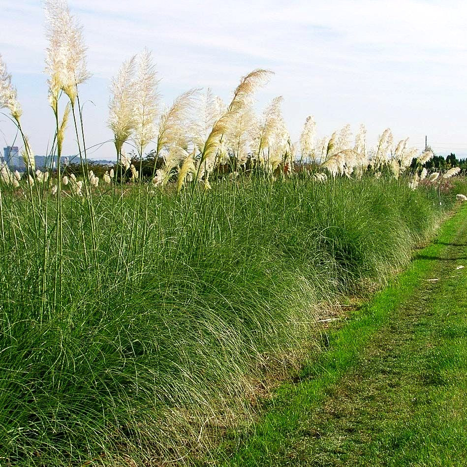 Hohes Pampasgras 'Sunningdale Silver' (Cortaderia selloana)