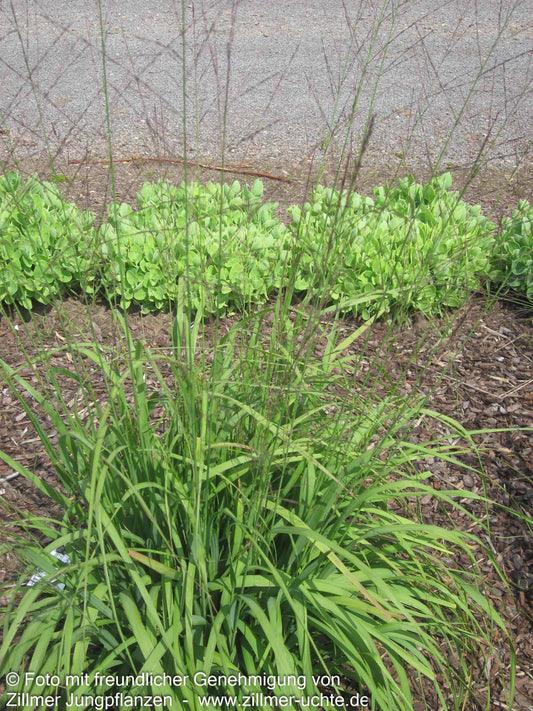 Hohes Pfeifengras 'Skyracer' (Molinia arundinacea)