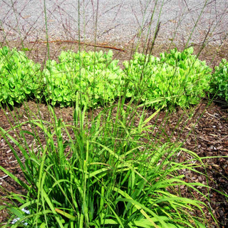 Hohes Pfeifengras 'Skyracer' (Molinia arundinacea)