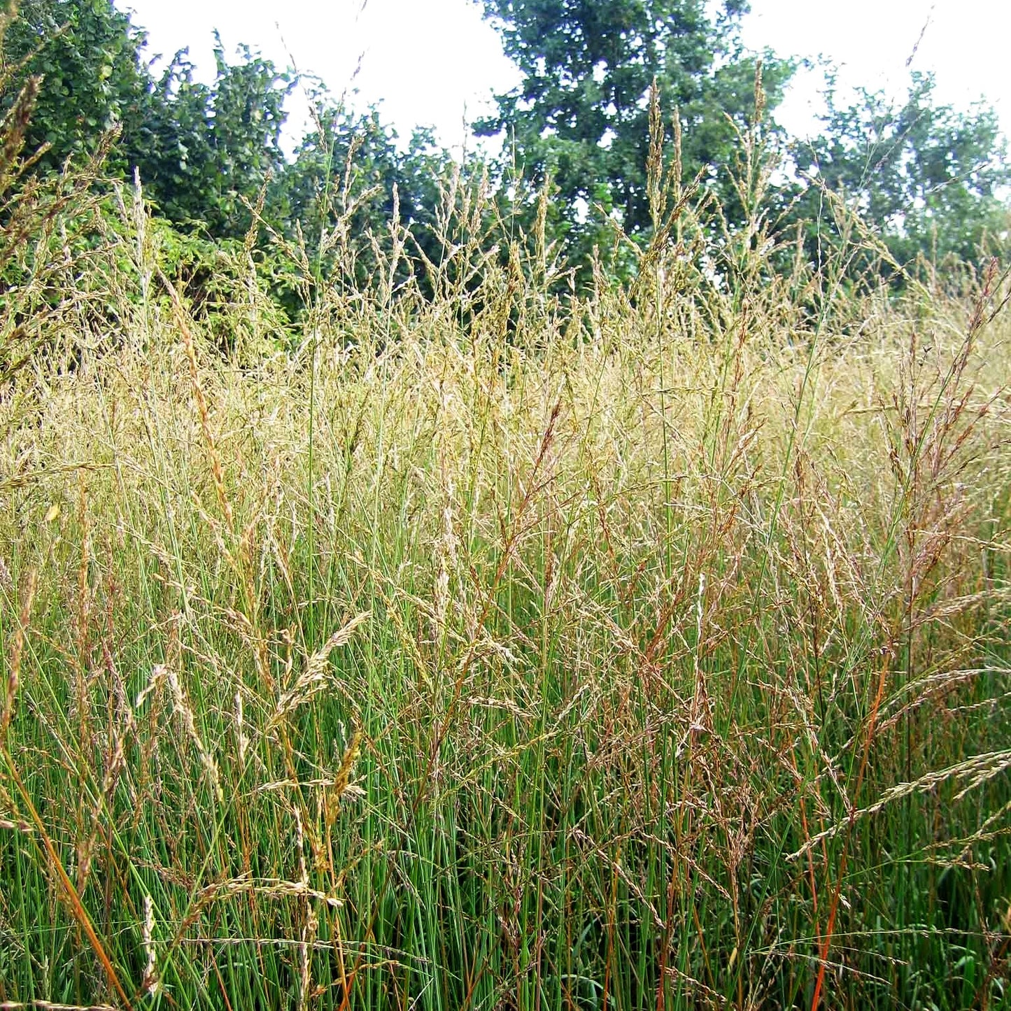 Hohes Pfeifengras 'Skyracer' (Molinia arundinacea)