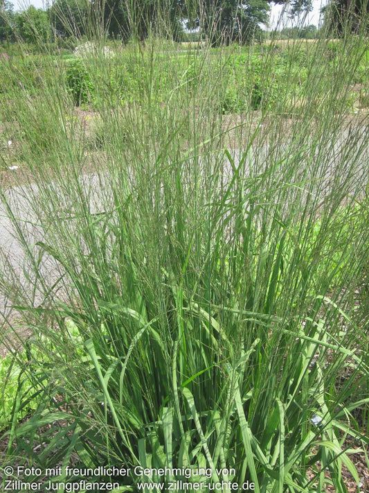 Hohes Pfeifengras 'Windspiel' (Molinia arundinacea)