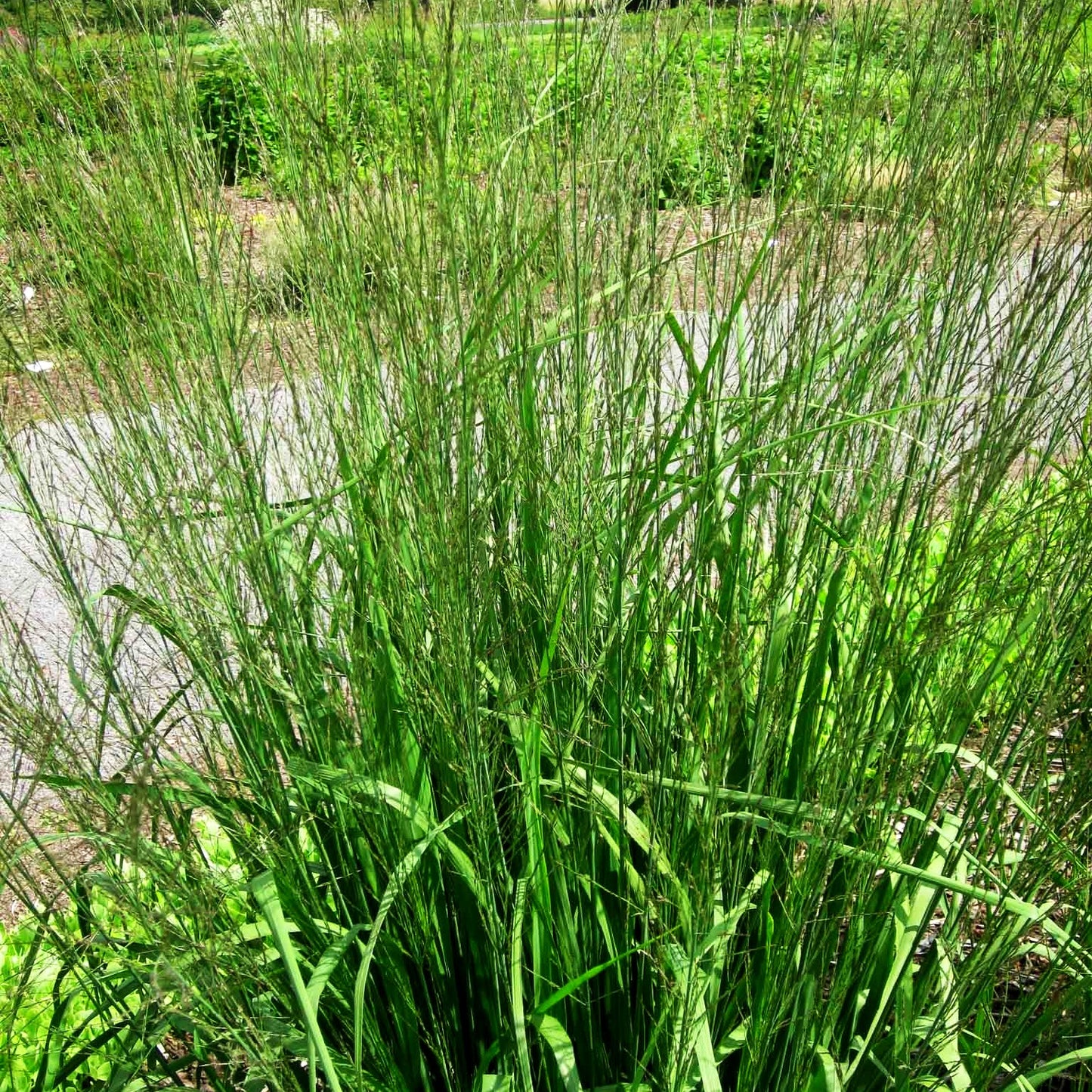 Hohes Pfeifengras 'Windspiel' (Molinia arundinacea)