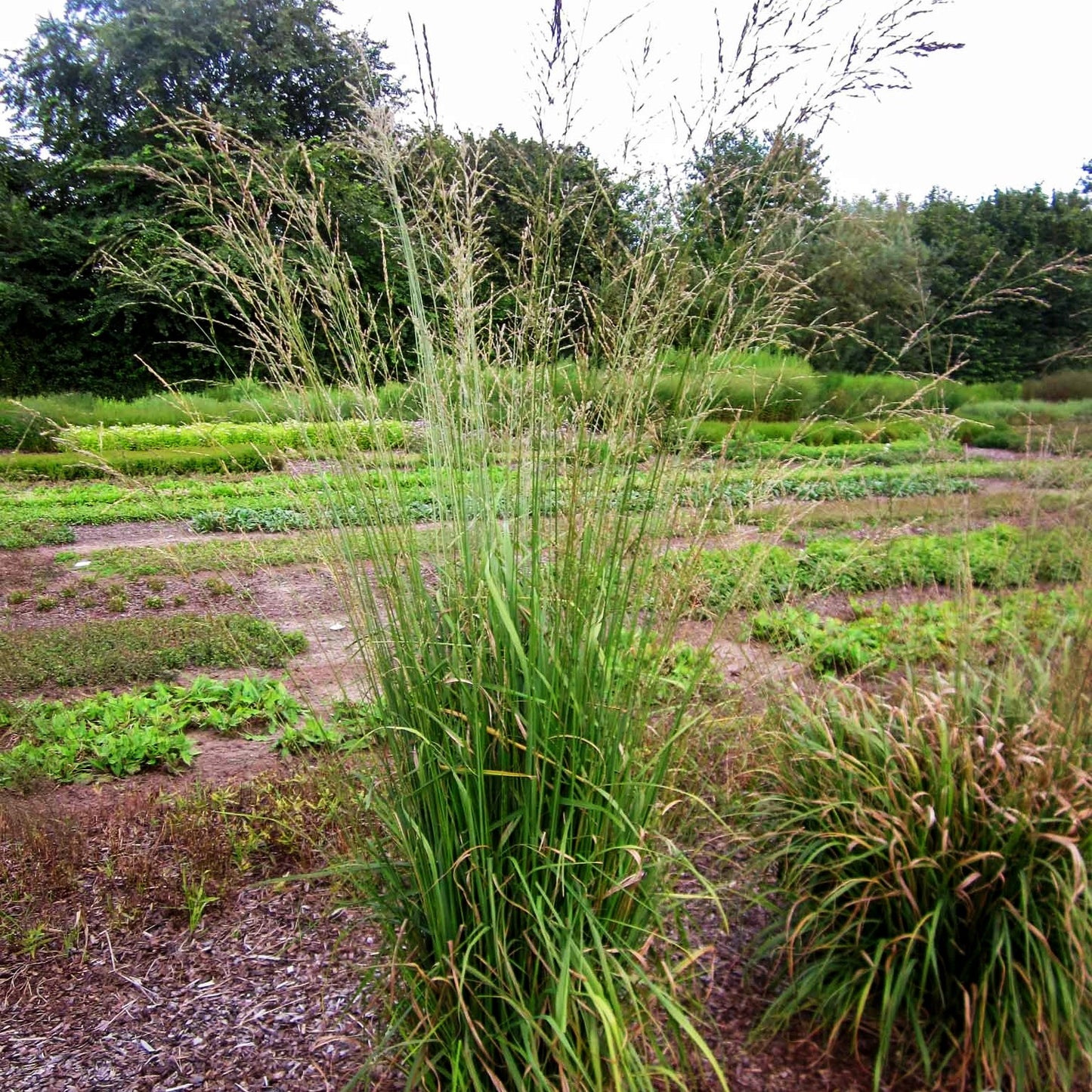 Hohes Pfeifengras 'Windspiel' (Molinia arundinacea)