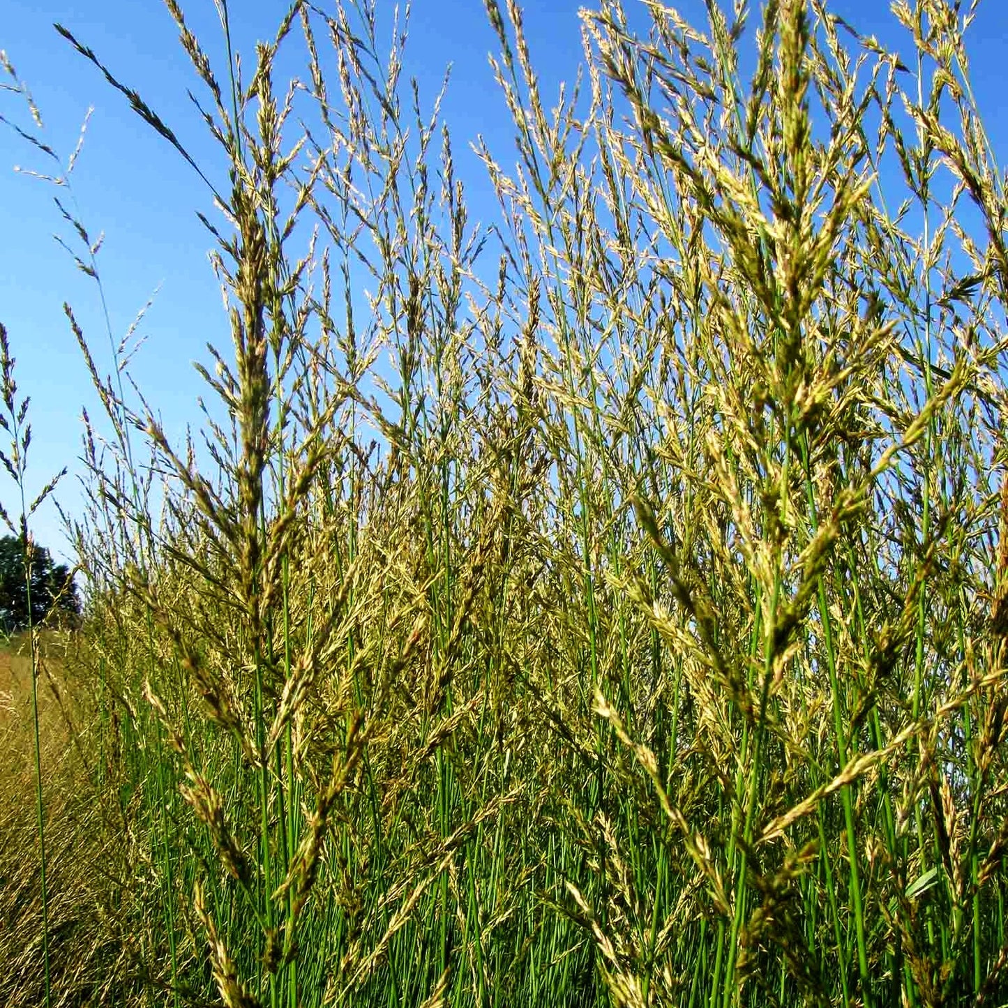 Hohes Pfeifengras 'Windspiel' (Molinia arundinacea)