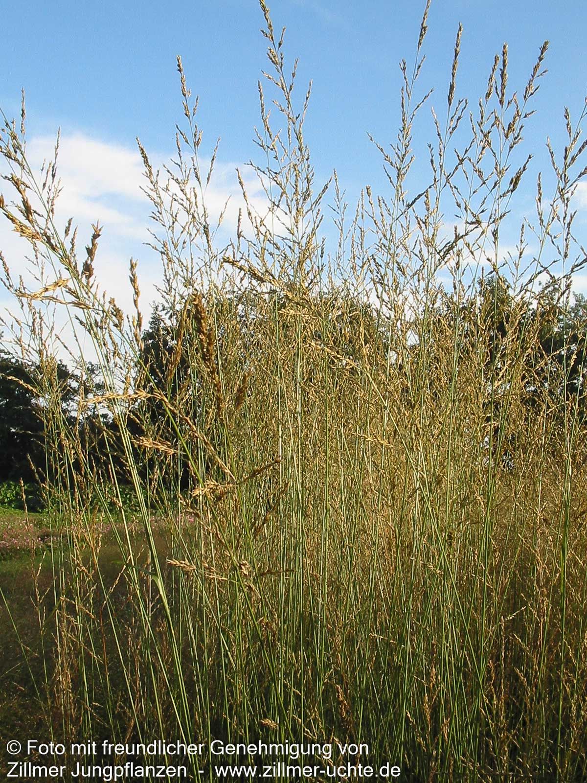 Hohes Pfeifengras 'Windspiel' (Molinia arundinacea)