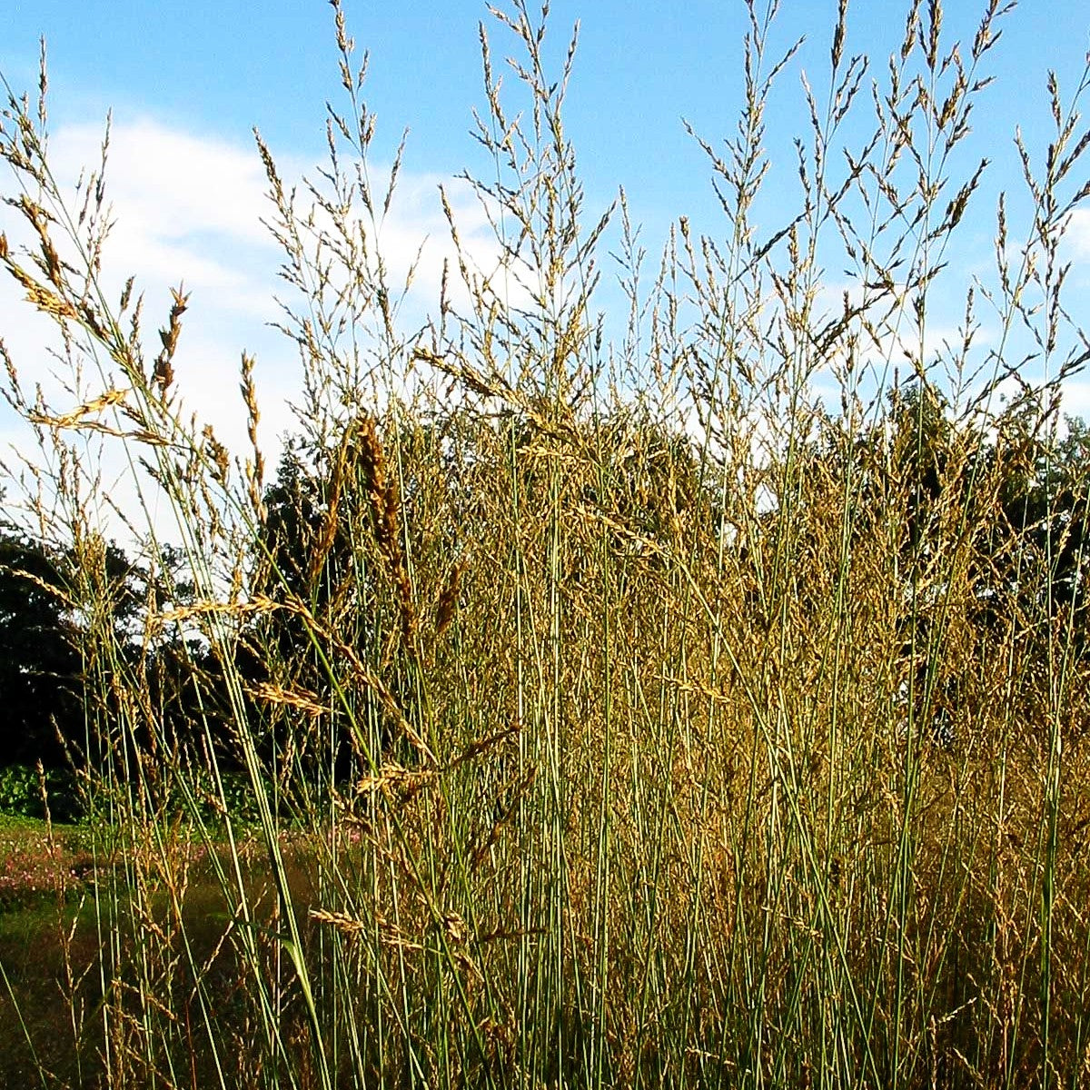 Hohes Pfeifengras 'Windspiel' (Molinia arundinacea)