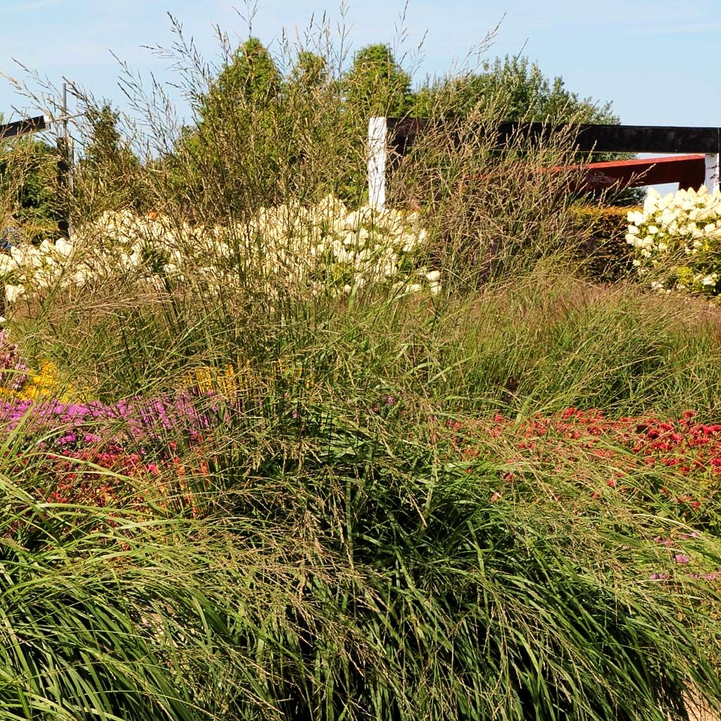 Hohes Pfeifengras 'Windspiel' (Molinia arundinacea)