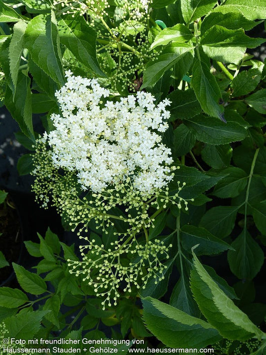 Holunder, Fliederbeeren 'Haschberg' (Sambucus nigra)
