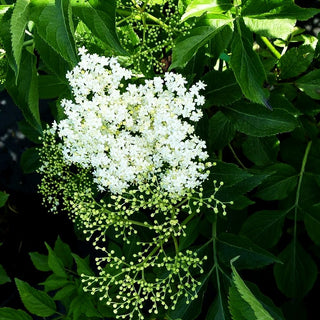 Holunder, Fliederbeeren 'Haschberg' (Sambucus nigra)