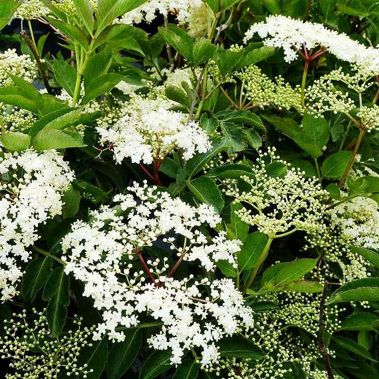 Holunder, Fliederbeeren 'Sampo' (Sambucus nigra)