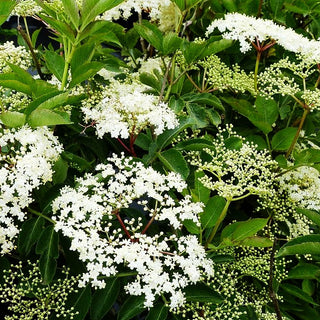 Holunder, Fliederbeeren 'Sampo' (Sambucus nigra)