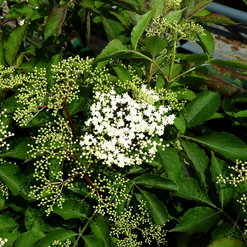 Holunder, Fliederbeeren 'Sampo' (Sambucus nigra)