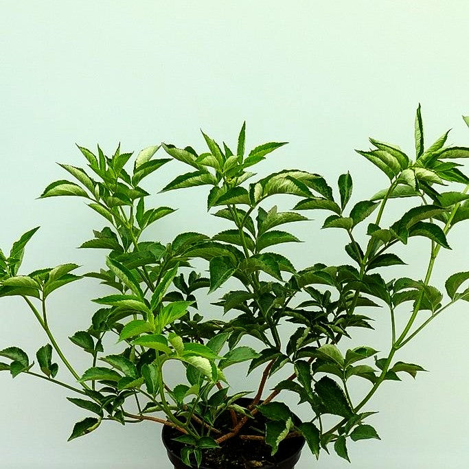 Holunder, Fliederbeeren 'Sampo' (Sambucus nigra)