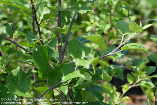 Holz-Apfel (Malus sylvestris)