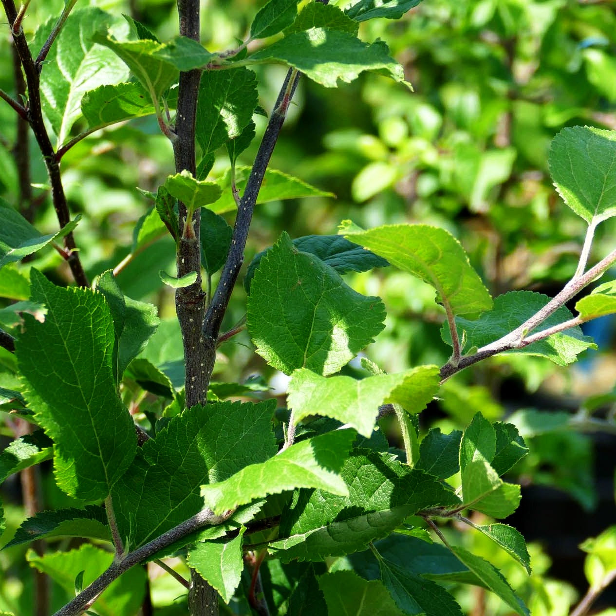 Holz-Apfel (Malus sylvestris)