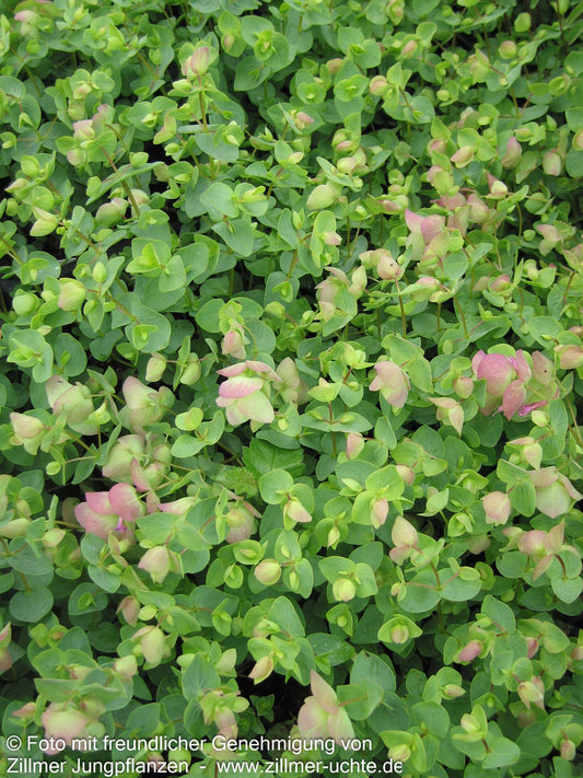 Hopfen-Dost 'Kent Beauty' (Origanum rotundifolium)