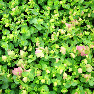 Hopfen-Dost 'Kent Beauty' (Origanum rotundifolium)
