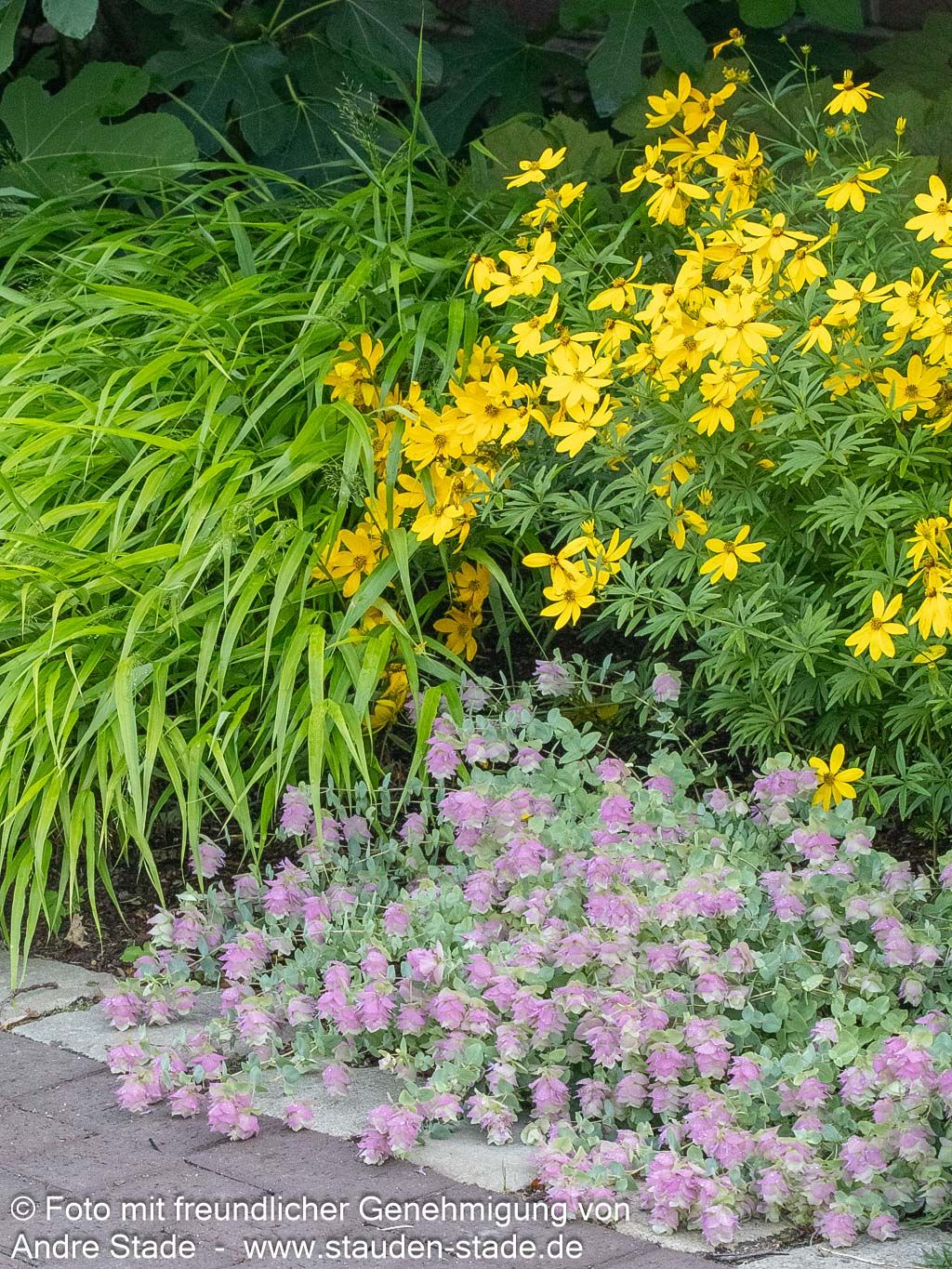 Hopfen-Dost 'Kent Beauty' (Origanum rotundifolium)