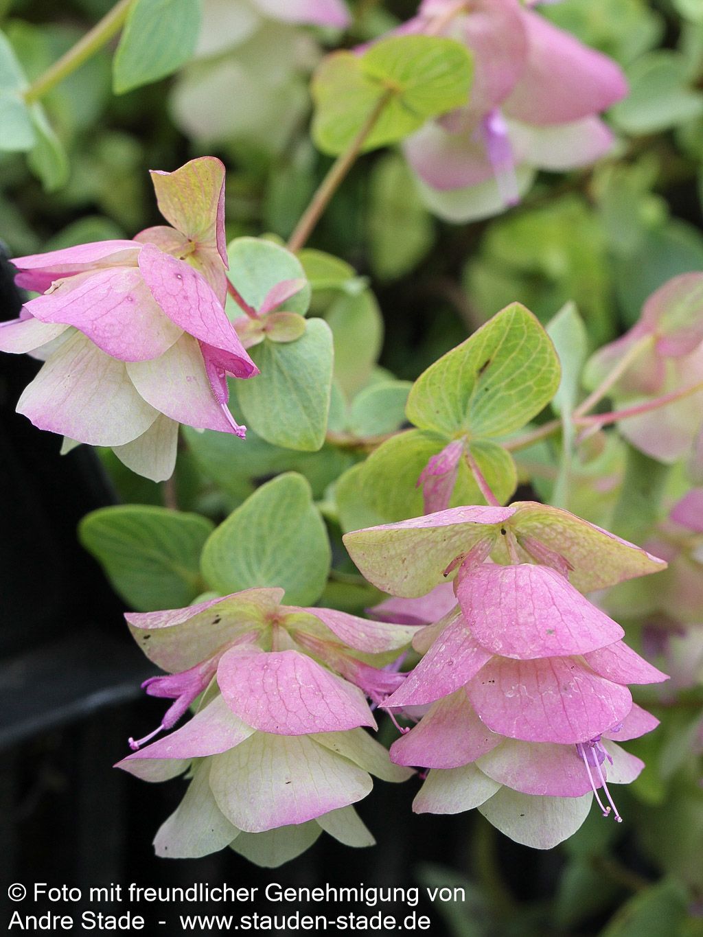 Hopfen-Dost 'Kent Beauty' (Origanum rotundifolium)