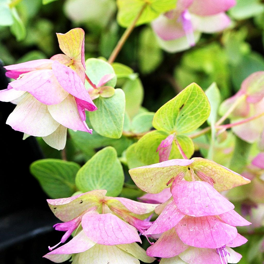 Hopfen-Dost 'Kent Beauty' (Origanum rotundifolium)