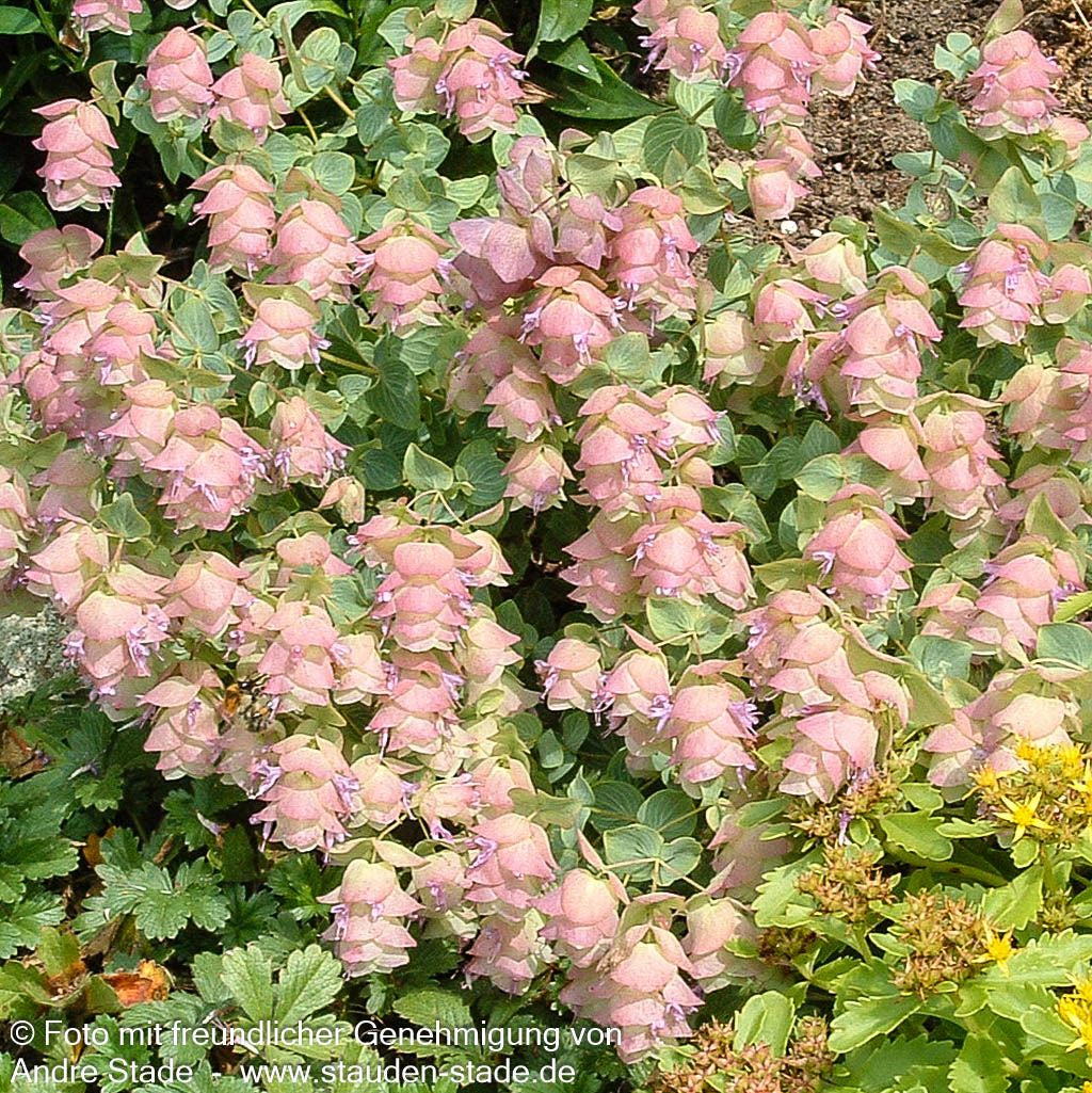 Hopfen-Dost 'Kent Beauty' (Origanum rotundifolium)