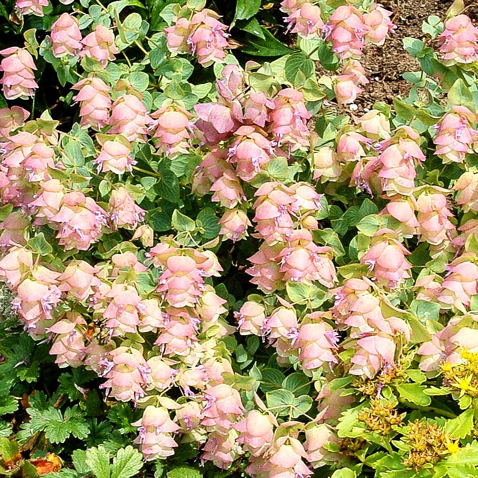 Hopfen-Dost 'Kent Beauty' (Origanum rotundifolium)