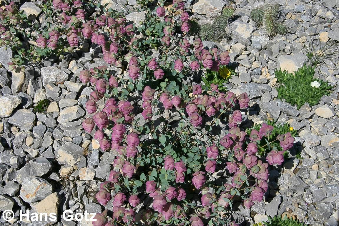 Hopfen-Dost 'Kent Beauty' (Origanum rotundifolium)