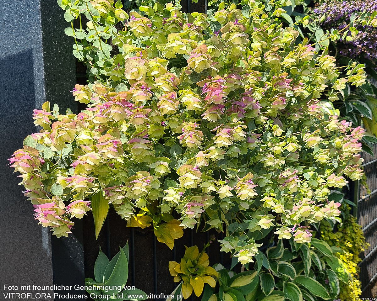 Hopfen-Dost 'Kent Beauty' (Origanum rotundifolium)