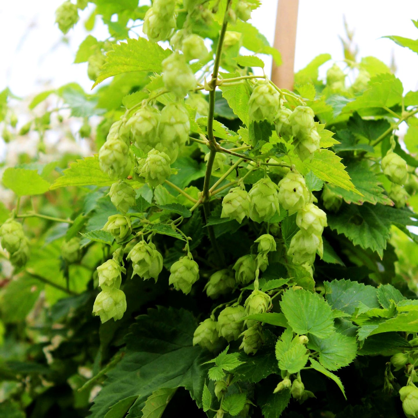 Hopfen (Humulus lupulus)