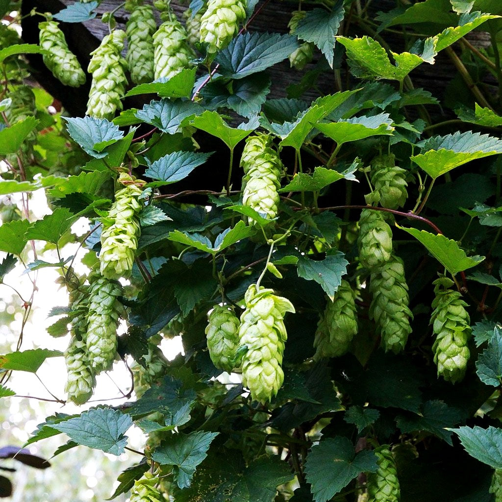 Hopfen (Humulus lupulus)