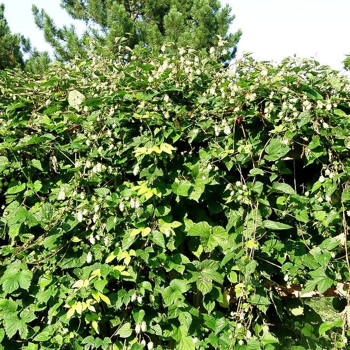 Hopfen (Humulus lupulus)