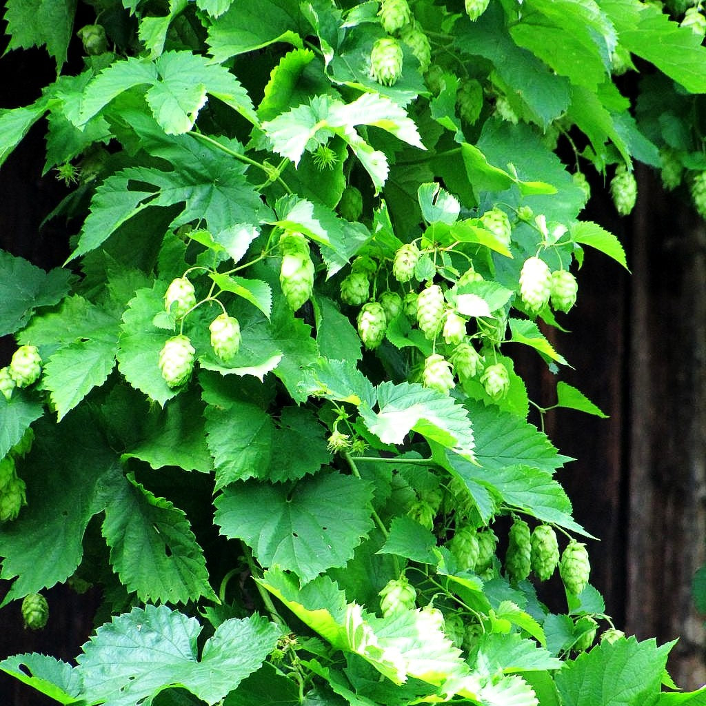 Hopfen (Humulus lupulus)