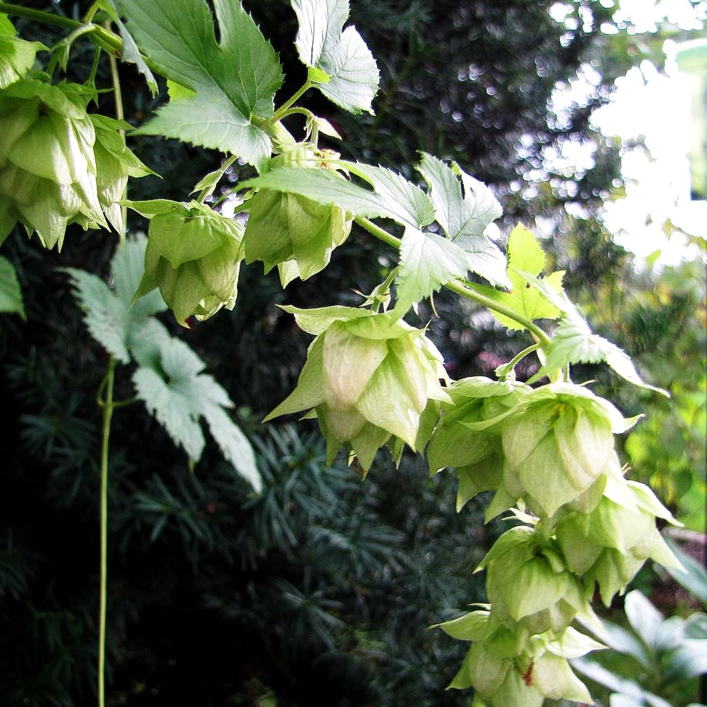 Hopfen (Humulus lupulus)