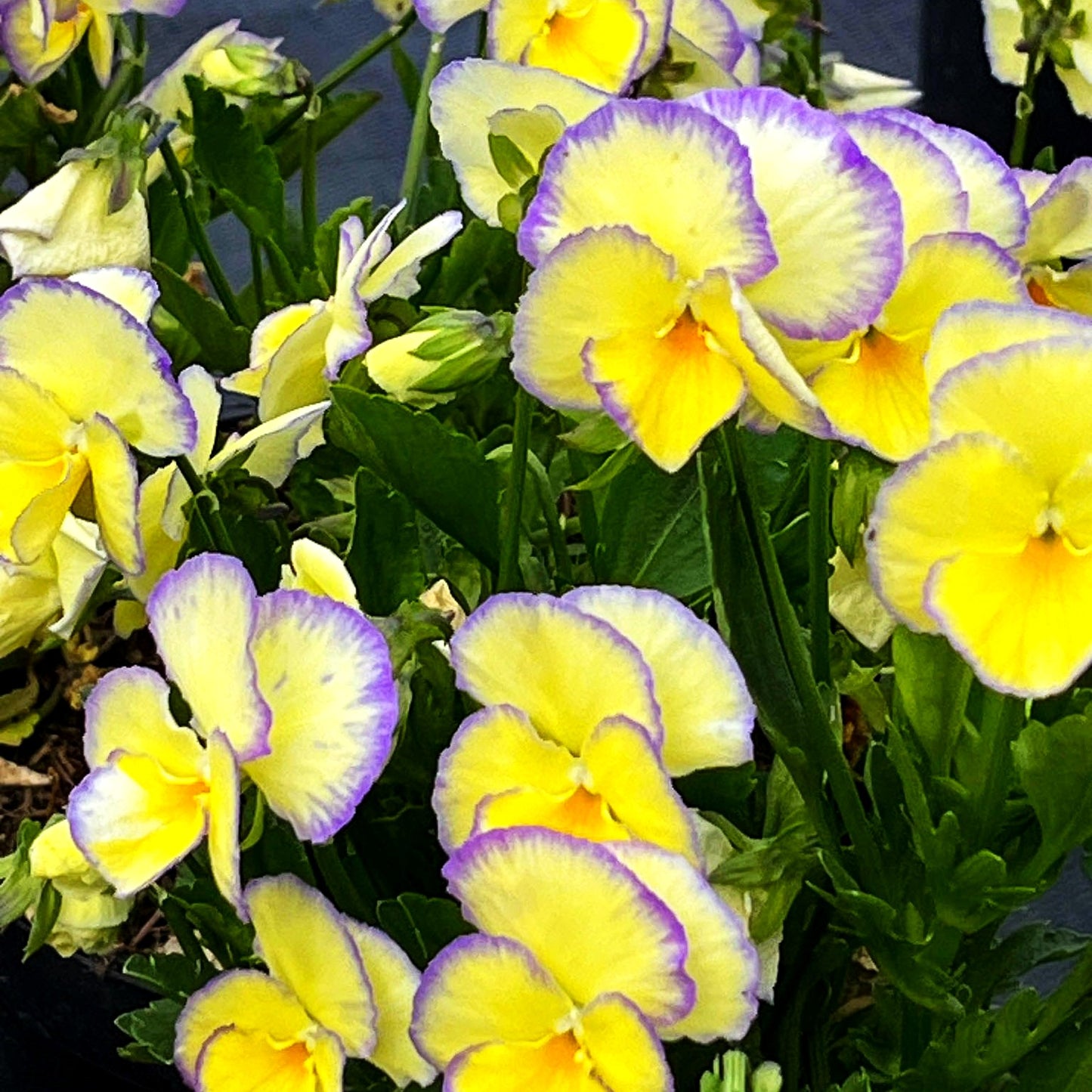 Horn-Veilchen 'Etain' (Viola cornuta)