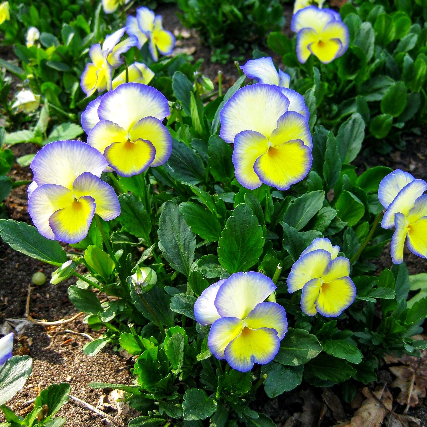 Horn-Veilchen 'Etain' (Viola cornuta)