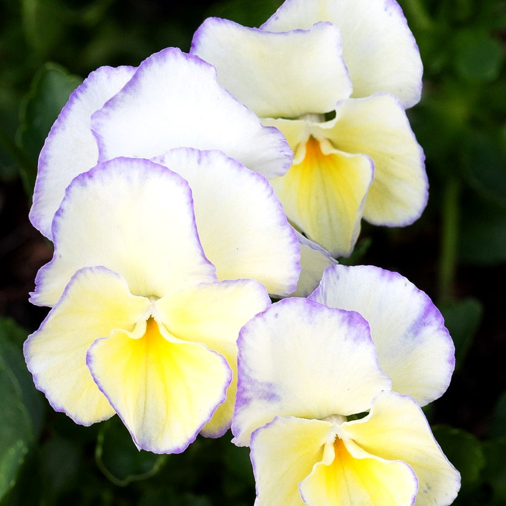 Horn-Veilchen 'Etain' (Viola cornuta)