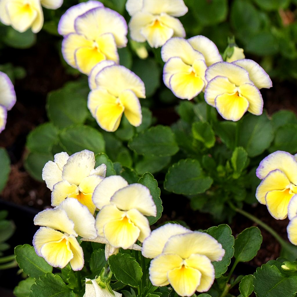 Horn-Veilchen 'Etain' (Viola cornuta)
