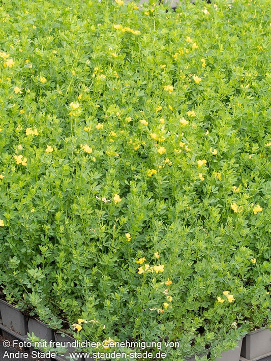 Hornklee (Lotus corniculatus)