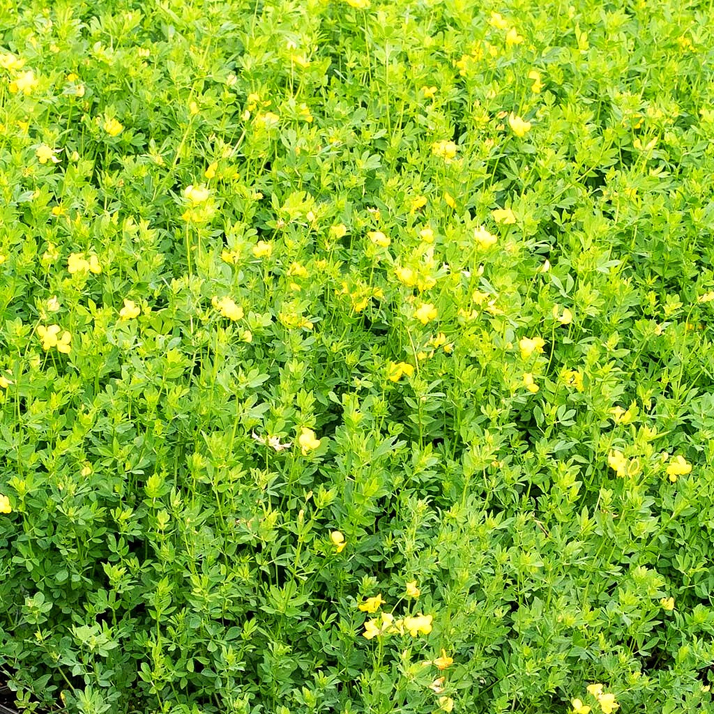 Hornklee (Lotus corniculatus)