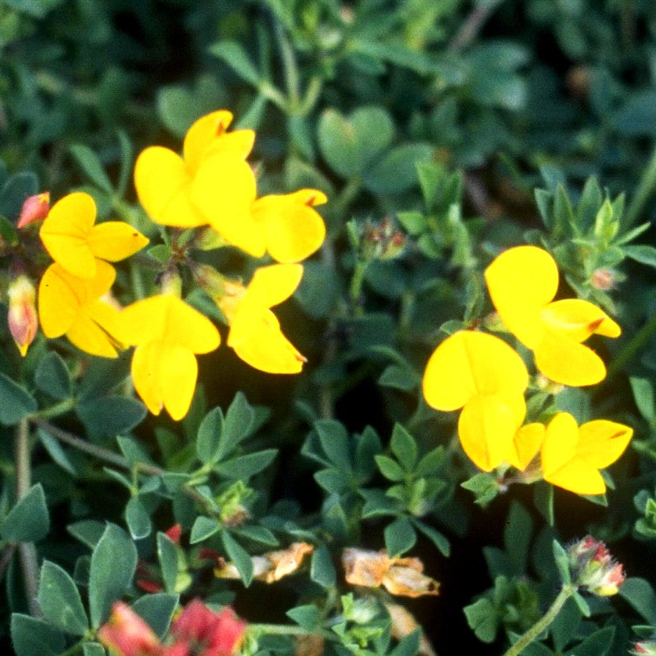 Hornklee (Lotus corniculatus)